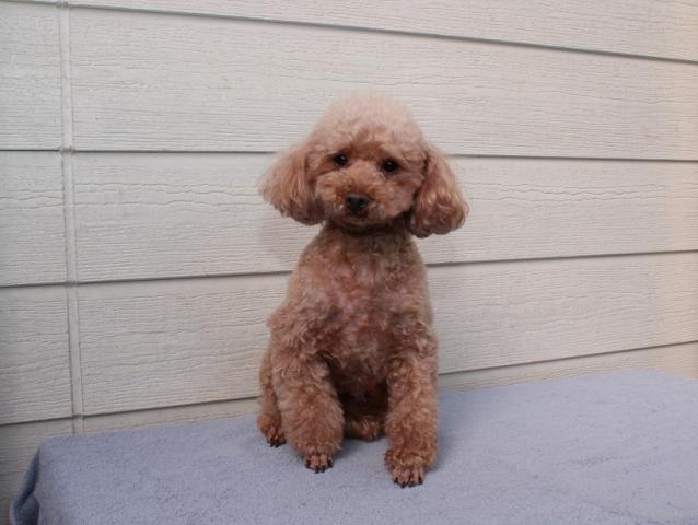 トイプードル