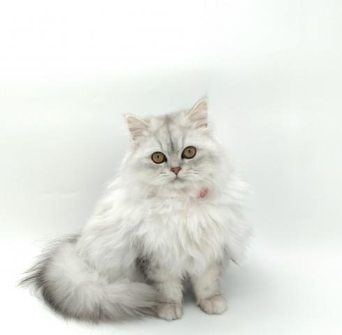 ペルシャ・ヒマラヤン　★表示価格は全ての諸費用を含みます。