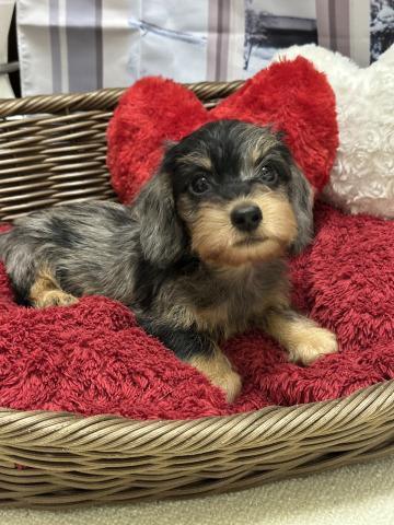 カニンヘンダックスフンドワイヤーダックス