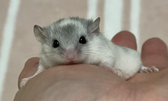 アフリカヤマネ