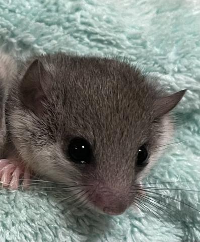 アフリカヤマネ