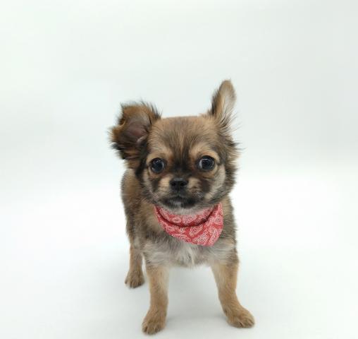 チワワ（ロングコート）　★表示価格は全ての諸費用を含みます。