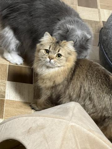 スコティッシュフォールド