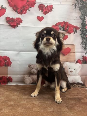 チワワ（ロングコート）