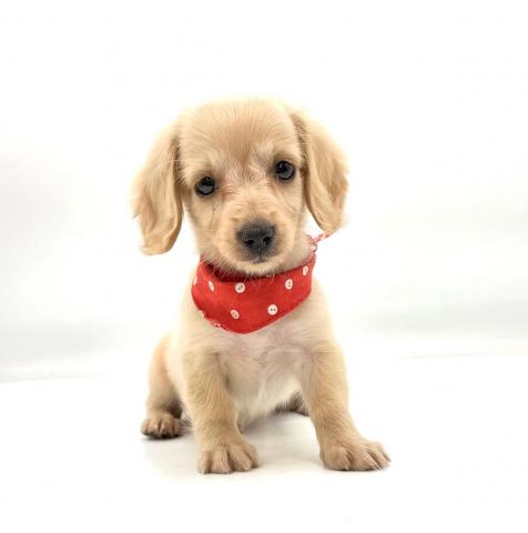 ミニチュアダックスフンド★表示価格は全ての諸費用を含みます。