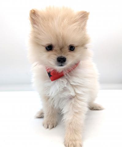 ポメラニアン★表示価格は全ての諸費用を含みます。