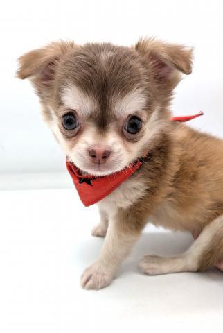 チワワ（ロングコート）★表示価格は全ての諸費用を含みます。