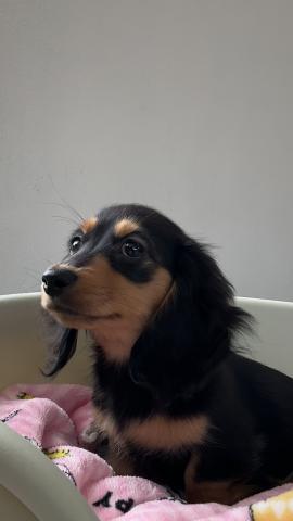 カニンヘンダックスフンド