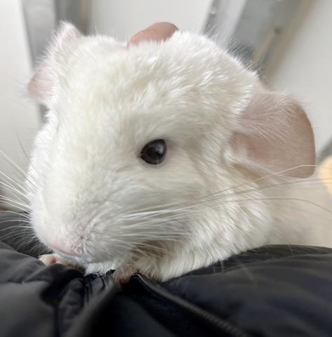 チンチラ　ホワイト