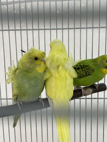 てのりの羽衣セキセイインコちゃんです🐥