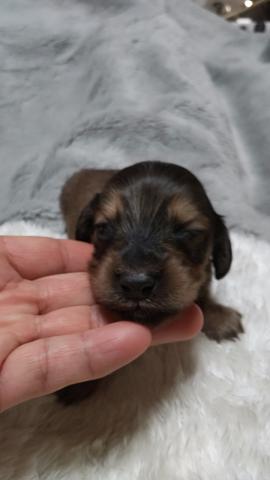 ミニチュアダックスフンド