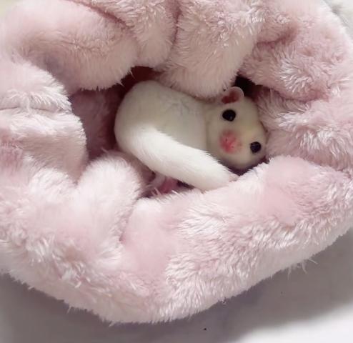 フクロモモンガ リューシ