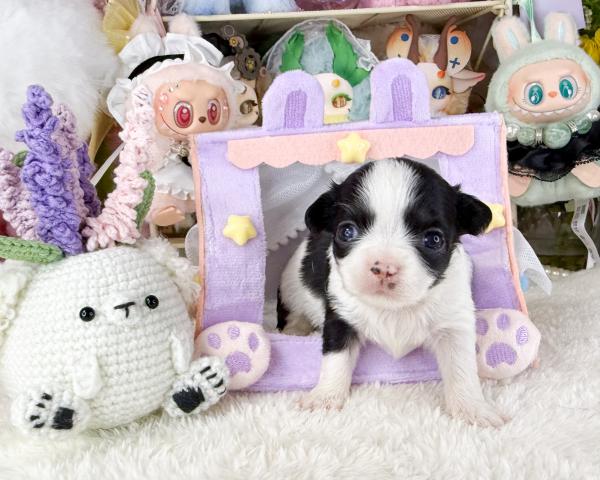 チワワ（ロングコート）