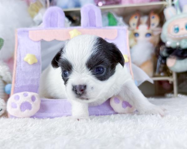 チワワ（ロングコート）