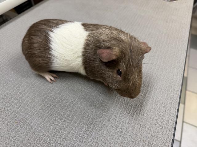 モルモット イングリッシュ