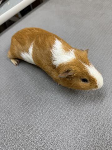 モルモット イングリッシュ