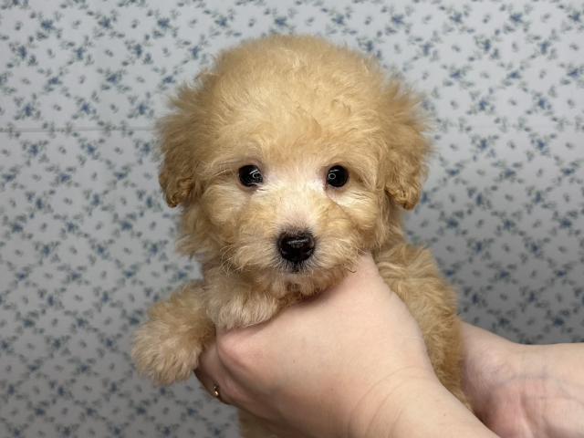 トイプードルタイニーサイズ