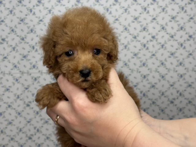 トイプードルタイニーサイズ