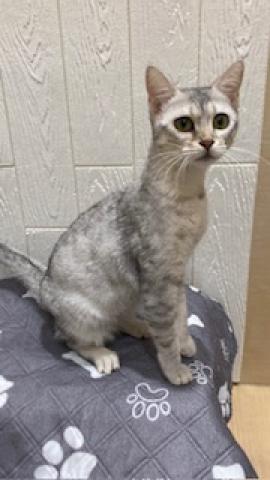 エジプシャンマウ