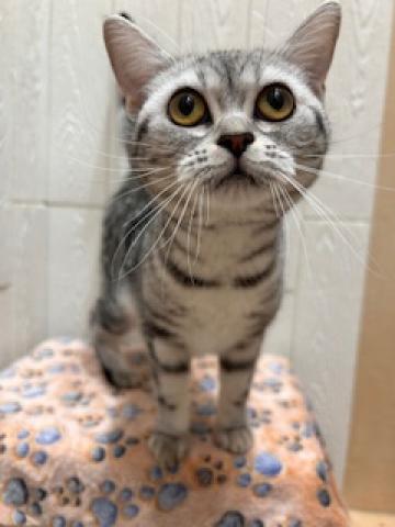 アメリカンショートヘアー