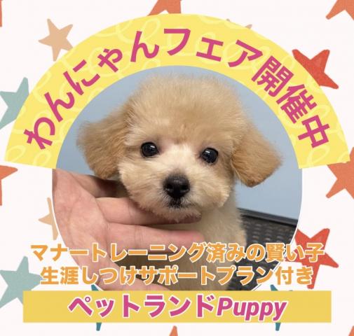 💕ペットランドPuppy💕ブリーダー直販店💕