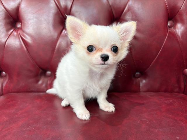 チワワ（ロングコート）