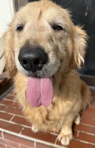 ゴールデンレトリーバー