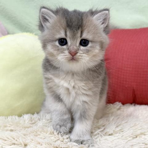 ブリティッシュショートヘア