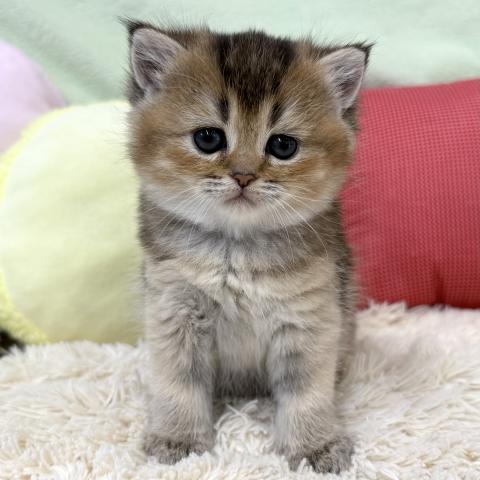 ブリティッシュショートヘア