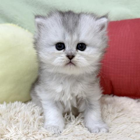 ブリティッシュショートヘア