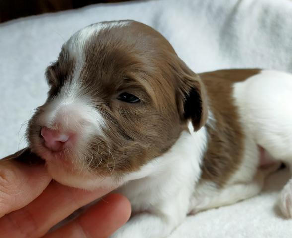 MIXボードゥードル：カノン