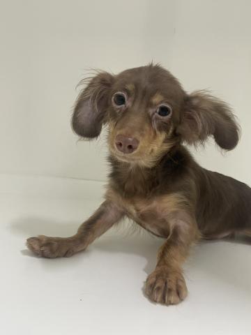 (チワワ×ミニチュアダックス)