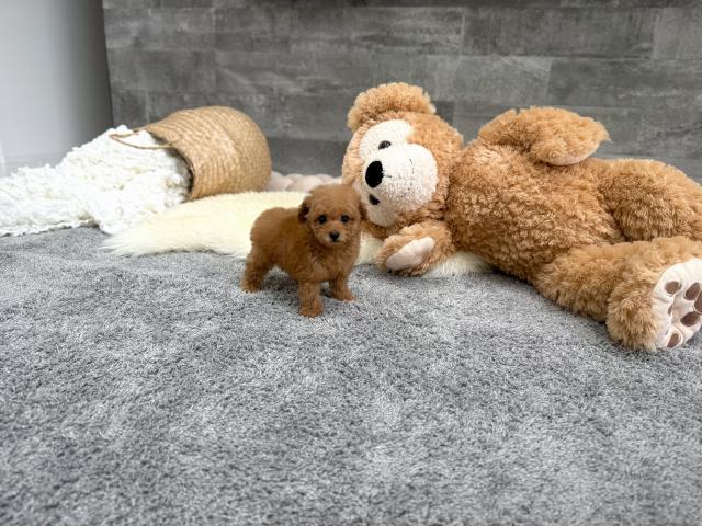 トイプードルTカッププードル（74）