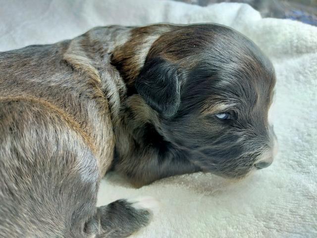 MIXボードゥードル：サンゴ