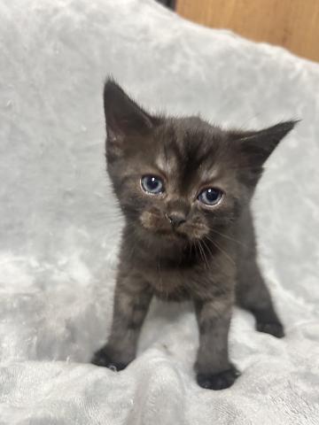 MIX（雑種）デボンレックス×ブリティッシュショートヘア