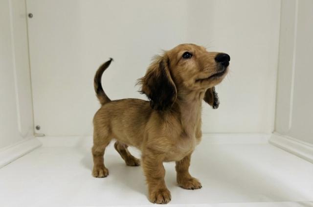 ミニチュアダックスフンド