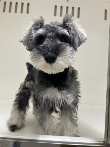 ミニチュアシュナウザー