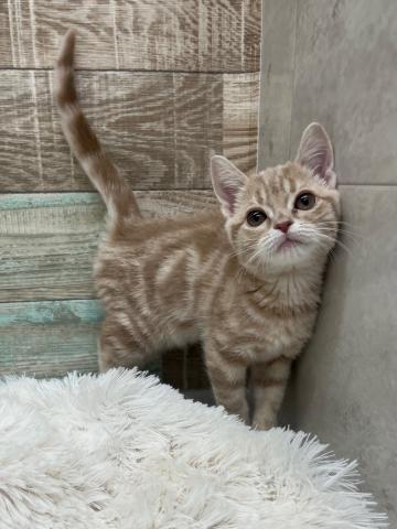 アメリカンショートヘアー