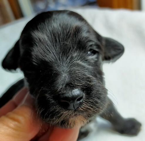 MIXボードゥードル：ソラ