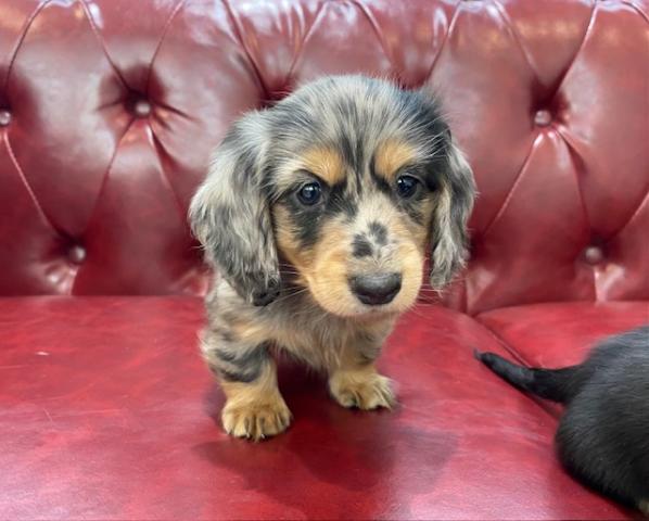 ミニチュアダックスフンド