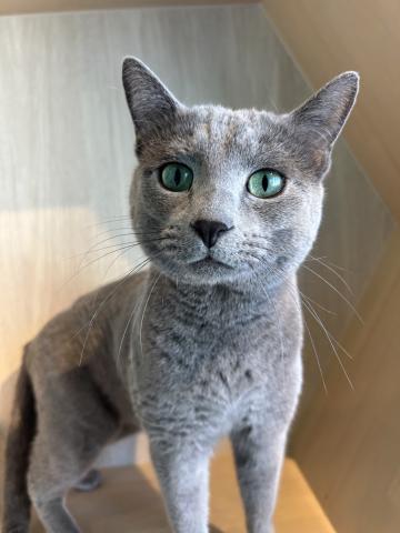 ロシアンブルーフジオ1729