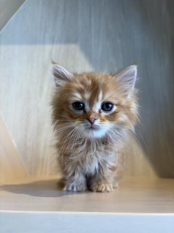 ミヌエット（旧ナポレオン）9972