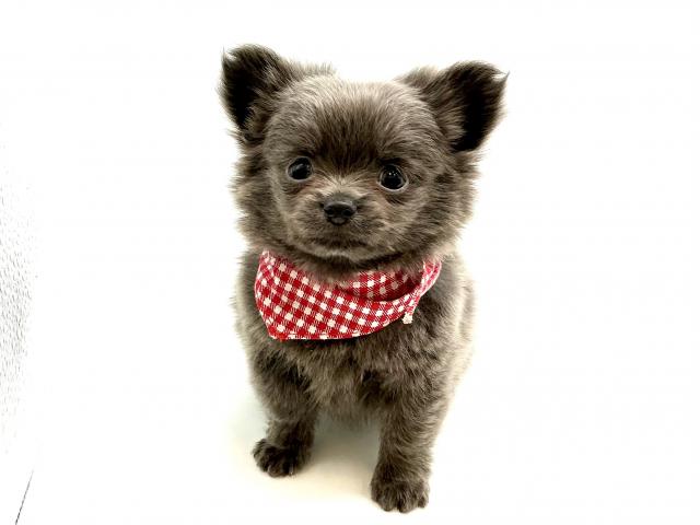 MIXポメラニアンxチワワ