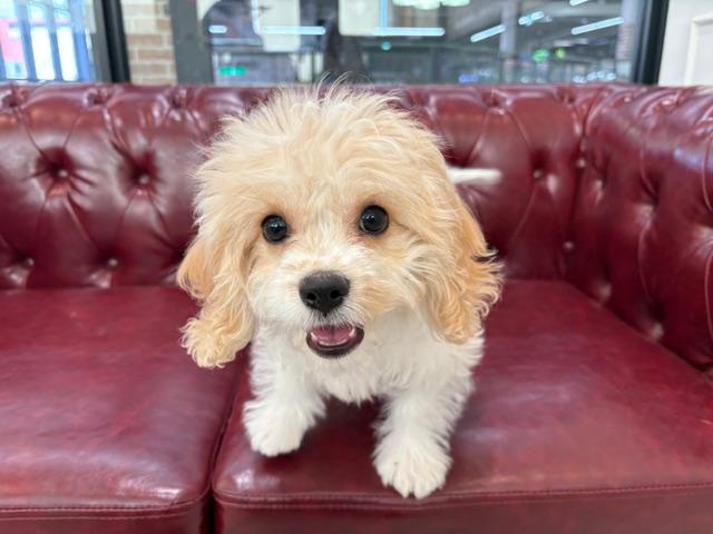 MIX（ビションフリーゼ×キャバリア）