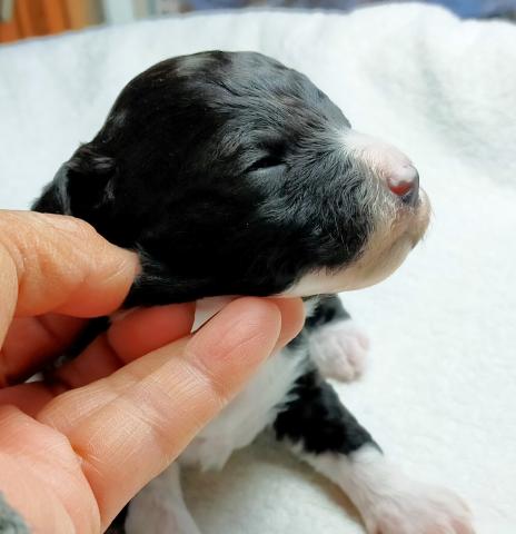 MIXボードゥードル：ニモ