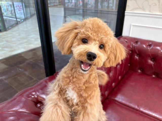 MIX（マルチーズ×トイプードル）