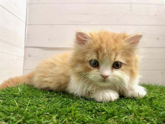 スコティッシュフォールド