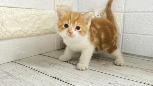 マンチカン（長足）