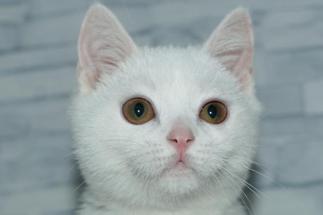 マンチカン（251241）