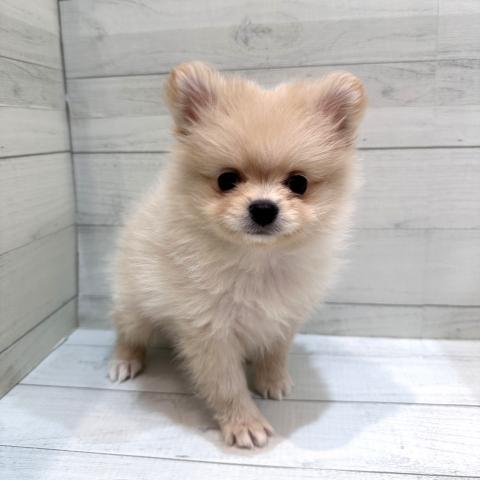 MIX(ポメラニアン×チワワ)